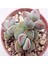 Crassula Sericea Sukulent Tohumu 1