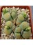 Lithops Terricolor ‘speckled Gold’ Sukulent Tohumu 1