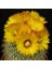 Parodia Formosa Kaktüs Tohumu 1