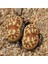 Lithops Dorotheae Sukulent Tohumu 1
