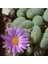 Conophytum Taylorianum Ssp Ernianum Sukulent Tohumu 1