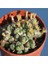 Conophytum Hians Sukulent Tohumu 1