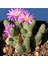 Conophytum Marginatum Sukulent Tohumu 1