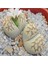 Lithops Julii Ssp Fulleri V Brunnea Sukulent Tohumu 1
