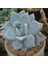 Echeveria Colorata ‘mexican Giant’ Sukulent Tohumu 1