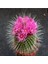 Mammillaria Spinosissima Kaktüs Tohumu 1