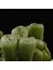 Conophytum Ectypum Ssp Brownii Sukulent Tohumu 1