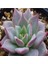 Echeveria Sp Real De Catorce Sukulent Tohumu 1