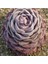 Echeveria Hyalina Sukulent Tohumu 1