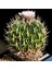 Stenocactus Obvallatus Kaktüs Tohumu 1