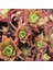 Aeonium Decorum Sukulent Tohumu 1
