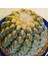 Ariocarpus Fissuratus Kaktüs Tohumu 1