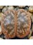 Lithops Coleorum Sukulent Tohumu 1