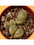 Lithops Geyeri Sukulent Tohumu 1