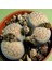 Lithops Verruculosa V. Glabra Sukulent Tohumu 1
