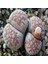 Lithops Julii (Littlewoodii) Sukulent Tohumu 1