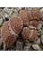 Lithops Julii ‘harlequin’ Sukulent Tohumu 1