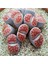 Lithops Karasmontana ‘sumitatum’ Sukulent Tohumu 1