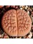 Lithops Hookeri V. Lutea Sukulent Tohumu 1