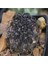 Copiapoa Griseoviolacea Kaktüs Tohumu 1