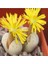 Lithops Ruschiorum Sukulent Tohumu 1