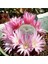 Rebutia Narvaecense Kaktüs Tohumu 1