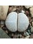 Lithops Amicorum Sukulent Tohumu 1