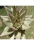 Echeveria Agavoides V Hidalgo Sukulent Tohumu 1