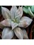 Echeveria Xichuensis Sukulent Tohumu 1