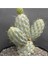 Miquelopuntia Miquelii Kaktüs Tohumu 1