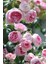Kookulu Ithal Hollanda Gülü-20 Adet Soft Pembe 1