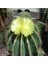 Parodia Magnifica Kaktüs Tohumu 1