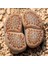 Lithops Hallii Sukulent Tohumu 1