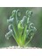 Albuca Spiralis Sukulent Tohumu 1
