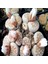 Lithops Julii Sukulent Tohumu 1