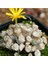 Conophytum Irmae Sukulent Tohumu 1