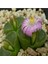 Conophytum Pubescens Sukulent Tohumu 1