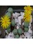 Conophytum Flavum Ssp Novicium Sukulent Tohumu 1