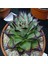 Echeveria Agavoides ‘ebony’ Sukulent Tohumu 1