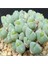 Conophytum Quaesitum Sukulent Tohumu 1