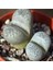 Lithops Herrei Sukulent Tohumu 1