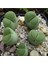 Lithops Salicola ‘malachite’ Sukulent Tohumu 1