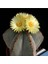 Bishop’s Cap Cactus Kaktüs Tohumu 1