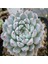 Echeveria Cuspidata V Gemmula Sukulent Tohumu 1