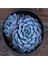 Echeveria Minima Sukulent Tohumu 1