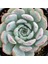 Echeveria Minima Sukulent Tohumu 1