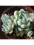 Echeveria Elegans V Albicans Sukulent Tohumu 1