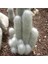 Cephalocereus Senilis Kaktüs Tohumu 1