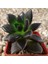 Echeveria Affinis Sukulent Tohumu 1