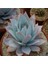 Echeveria Cante Sukulent Tohumu 1